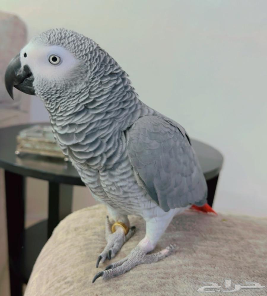 Cassico Parrot, Domesticated, Large Size, Light Color, and Talking Bird for Sale63895249867777110