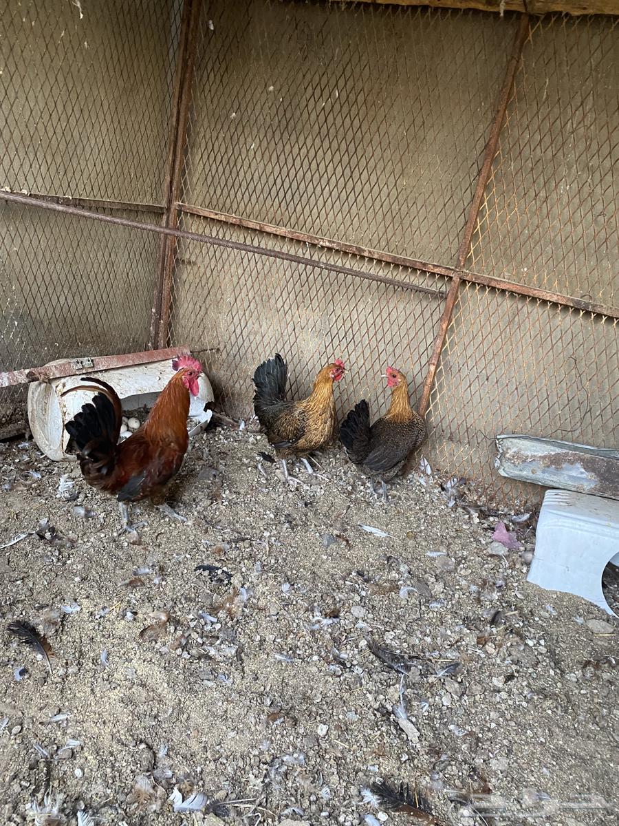 Fayoumi Chickens for Sale63897067755138110