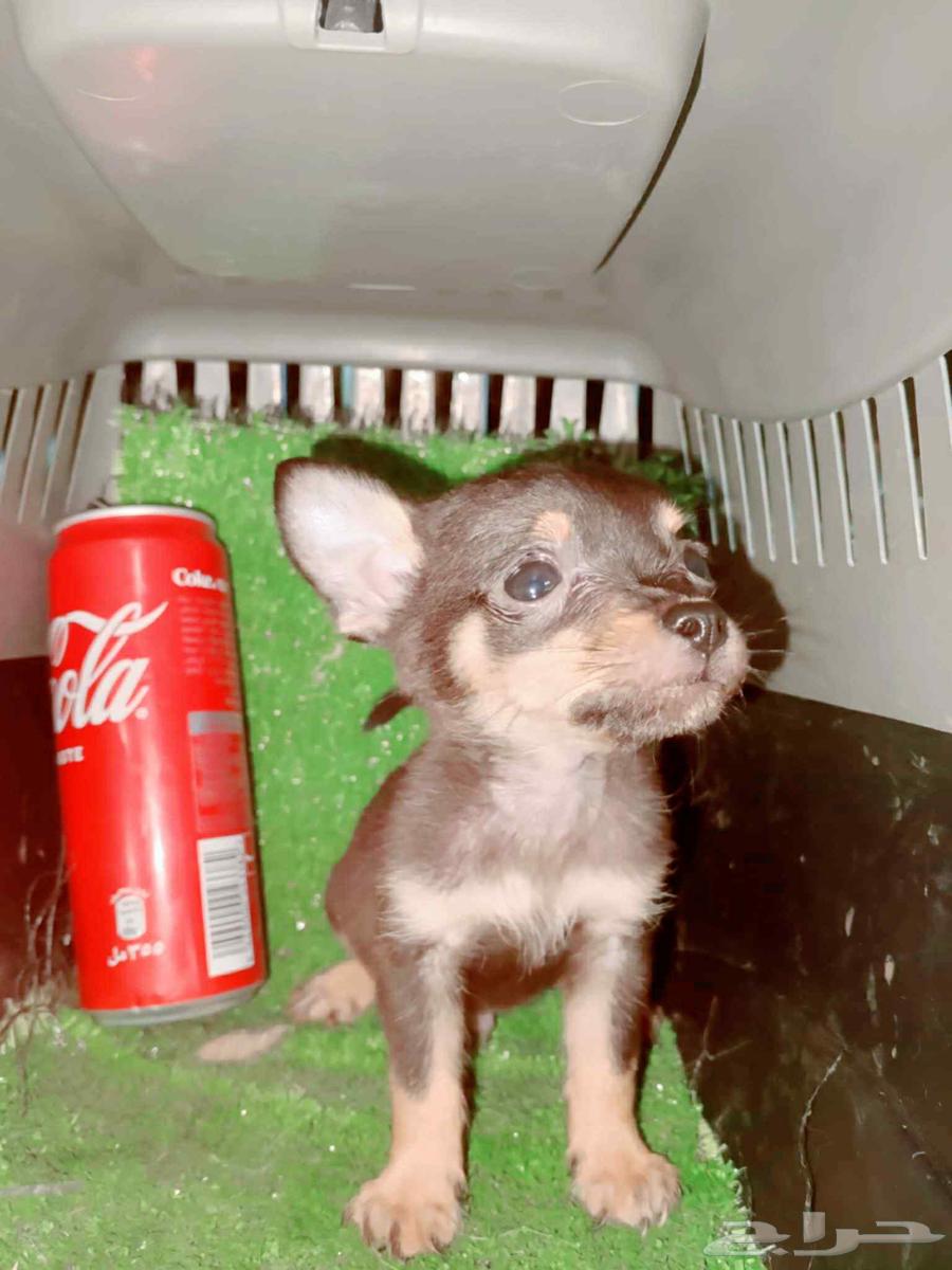 Chihuahua Tiny Size Puppies63619064466306110