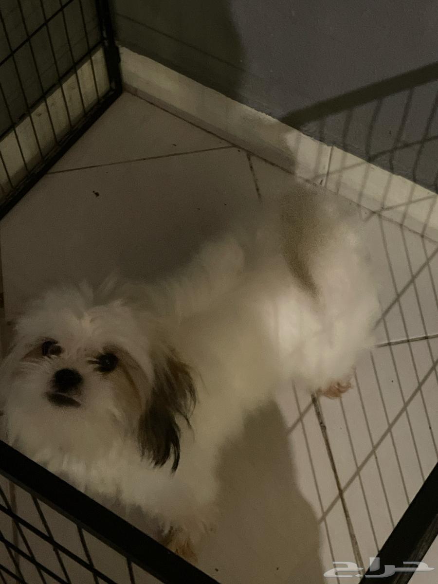 Shih Tzu63904227841539111