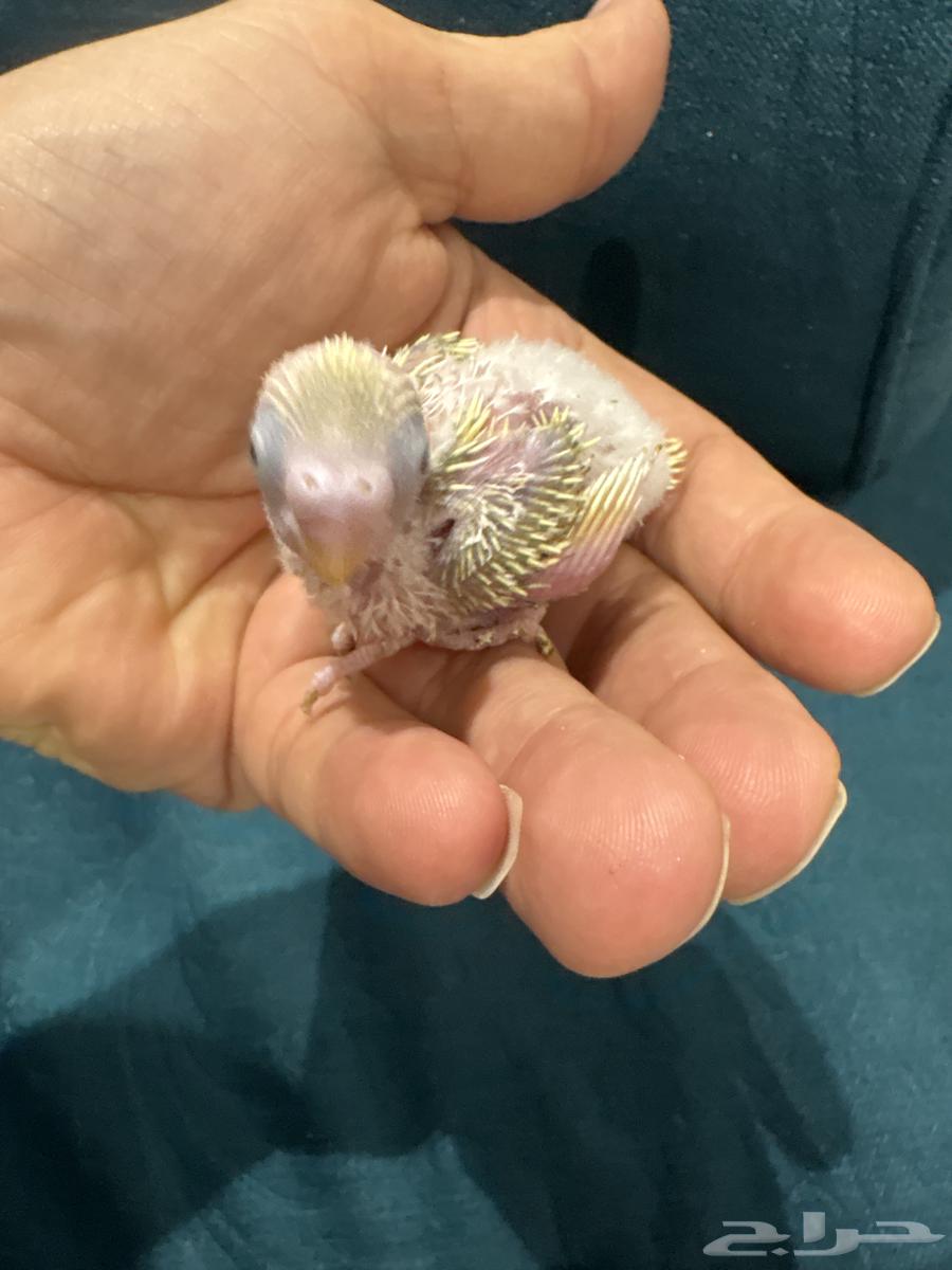 Gray Partridge for Sale63905051449729111