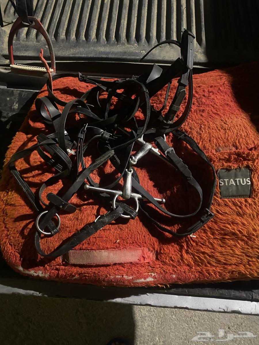 Original Status Saddle63906618737922113