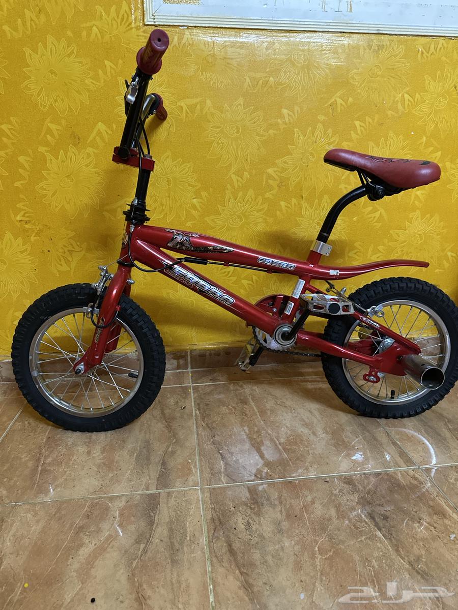 الصريف خلف الإمبراطورة لينا63898072054914111