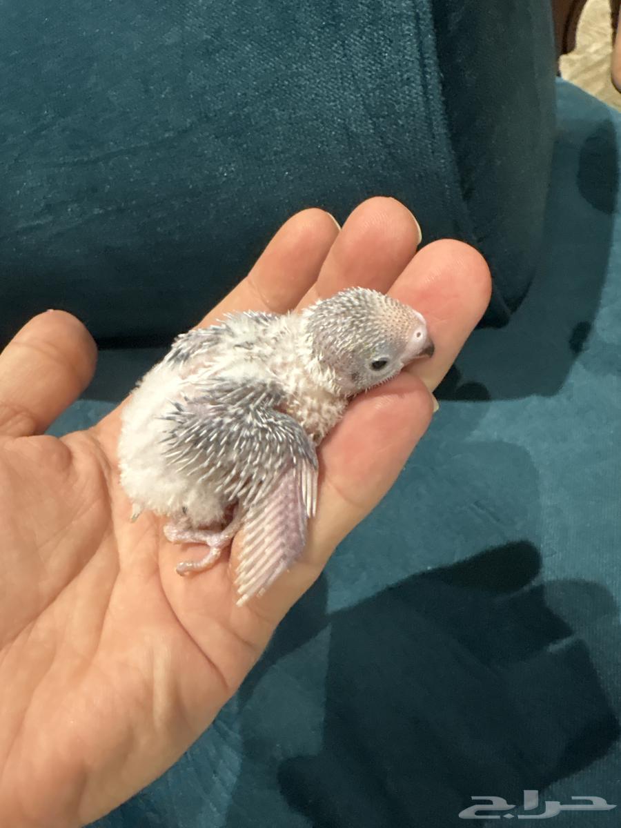Gray Partridge for Sale63905051449729112