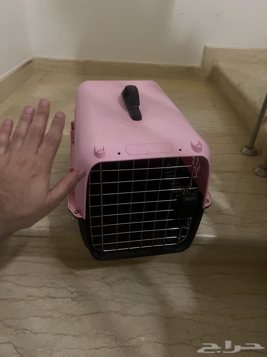 Cat Net63619064313474111