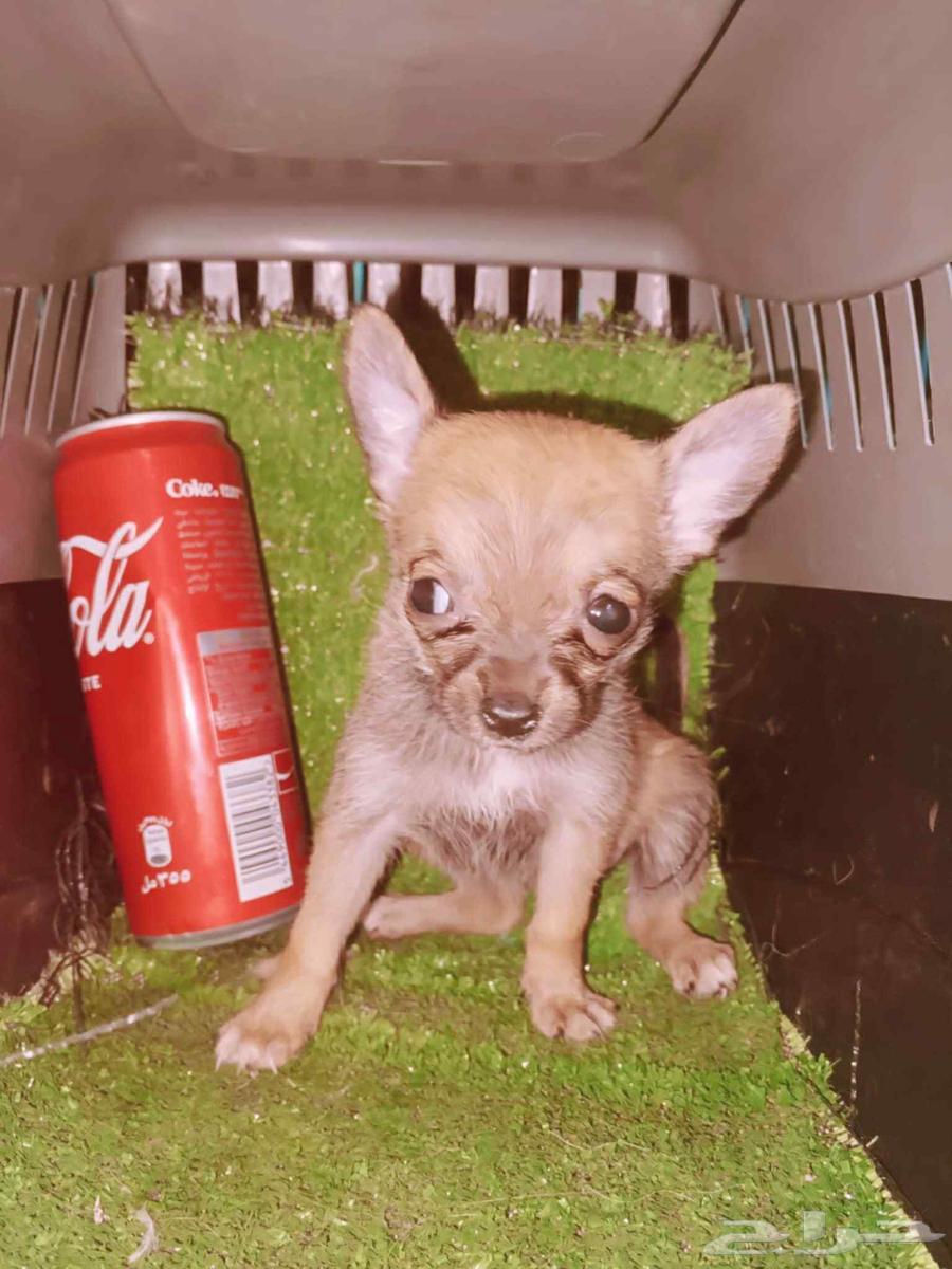 Chihuahua Tiny Size Puppies63619064466306111