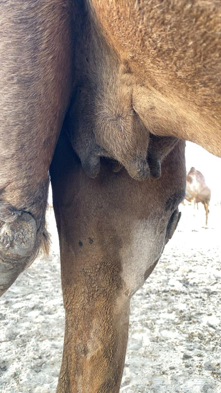 Camel for sale63903590382083111
