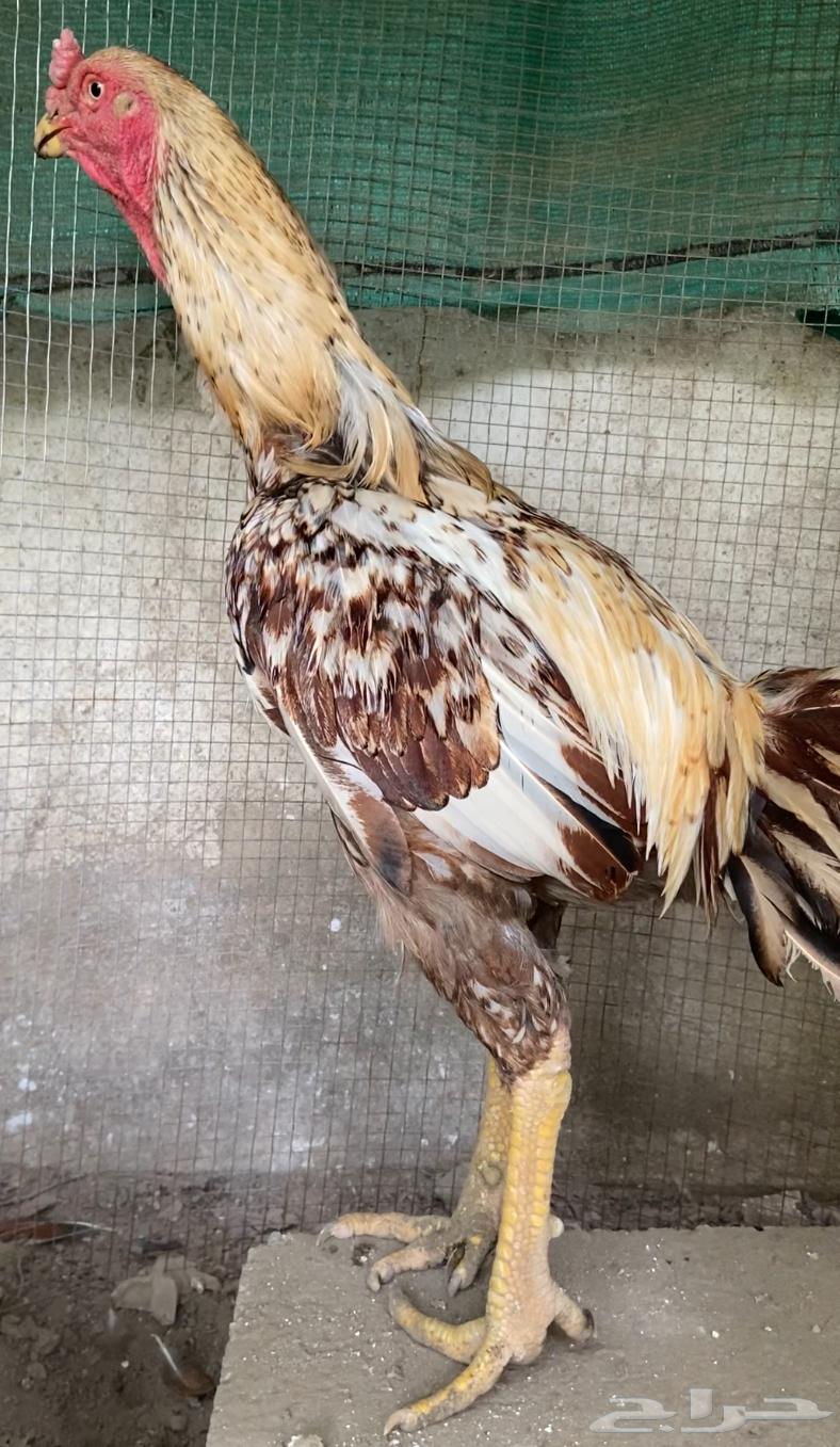 ديك فارسي فاخر الباحه . 0 50 880 461763905317314818113