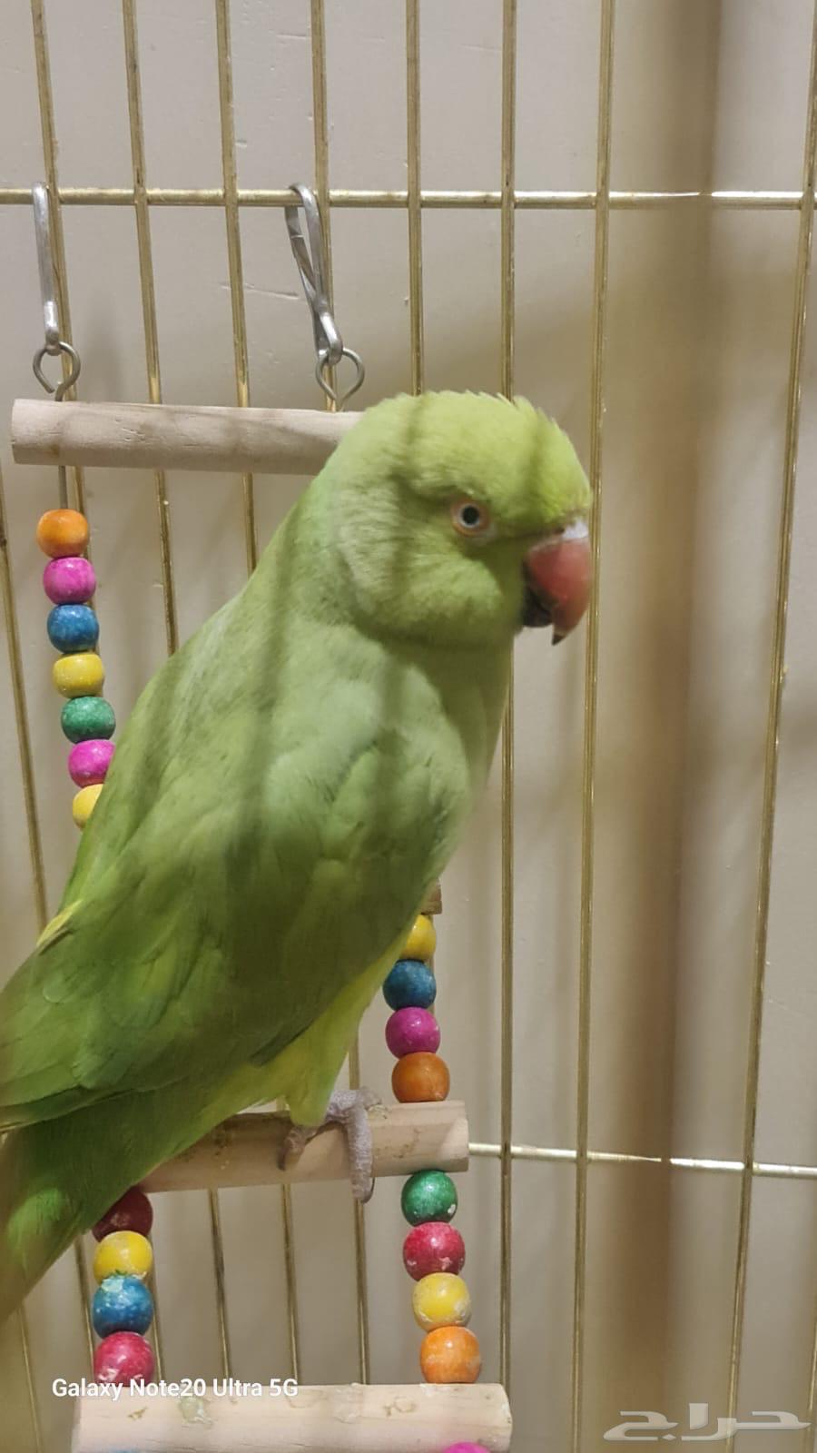 Pearl Cockatoo for sale63619064451969111