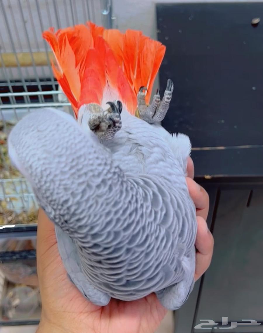 Cassico Parrot, Domesticated, Large Size, Light Color, and Talking Bird for Sale63895249867777113