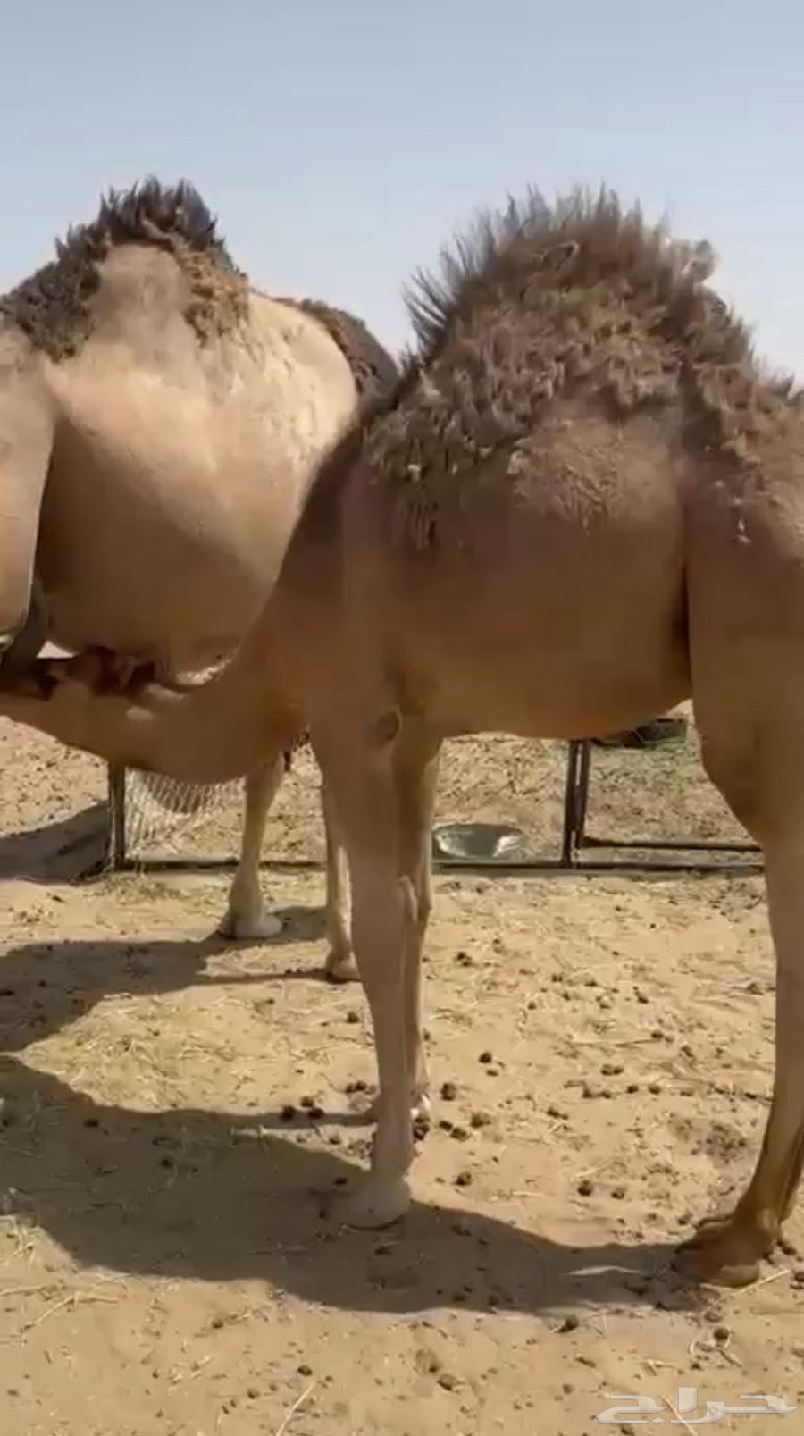 قعود للبيع تحت امه كفو فل مغلق63914702562563110