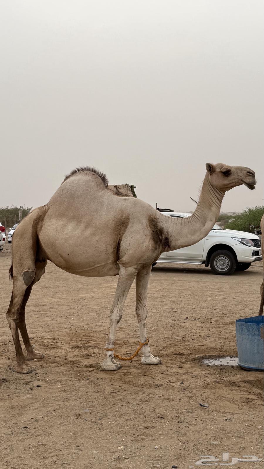 ابل عوادي63667539731202113