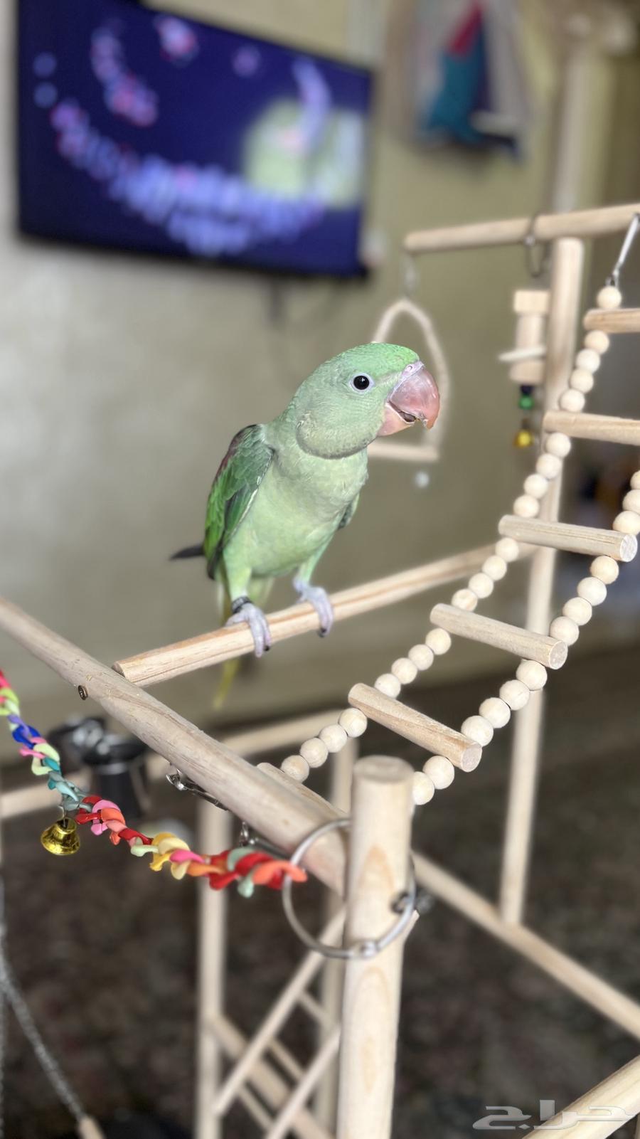 دره نيبالي جامبو64459651771651111