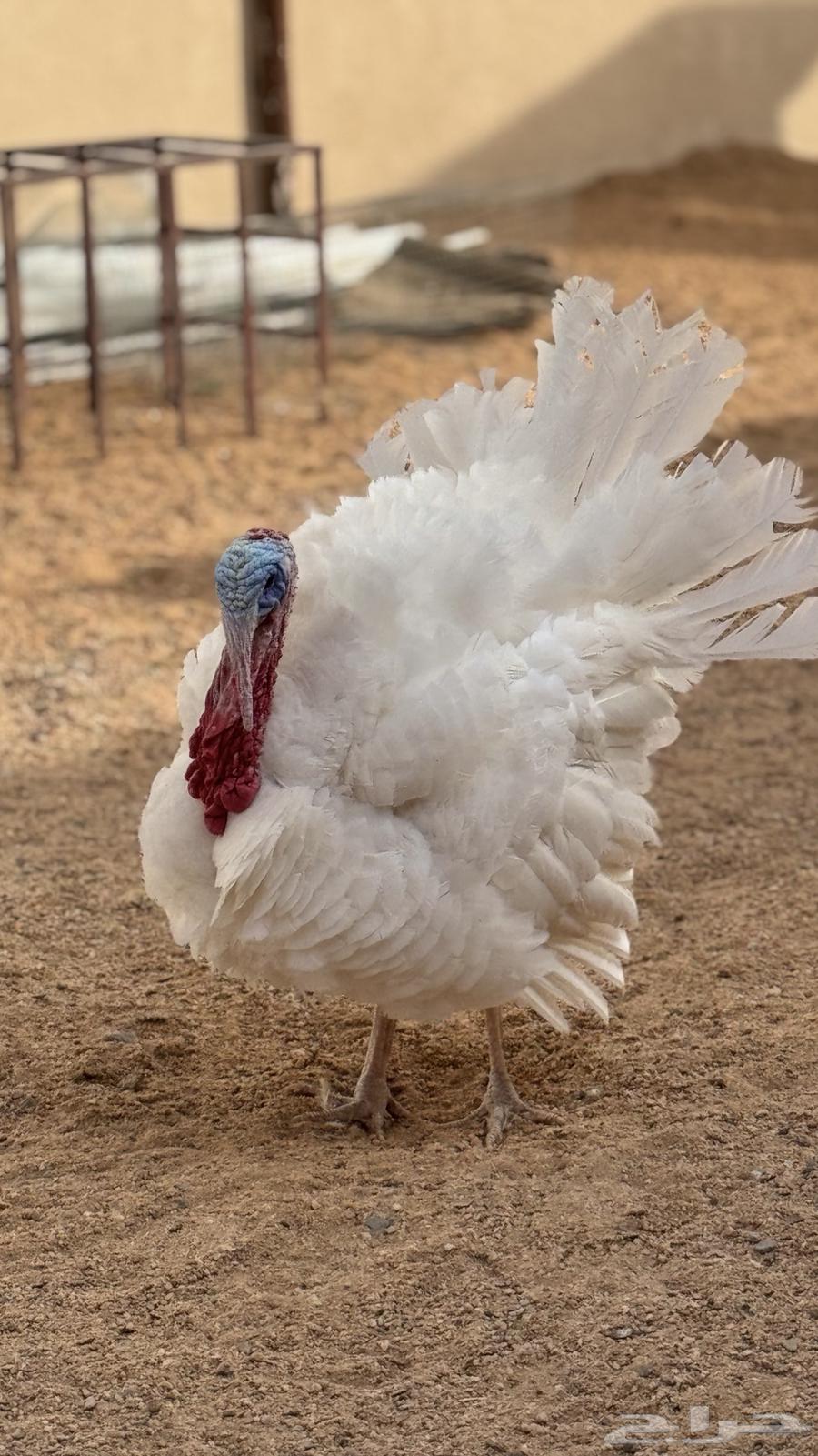 Turkey (Sold)63918420712707110