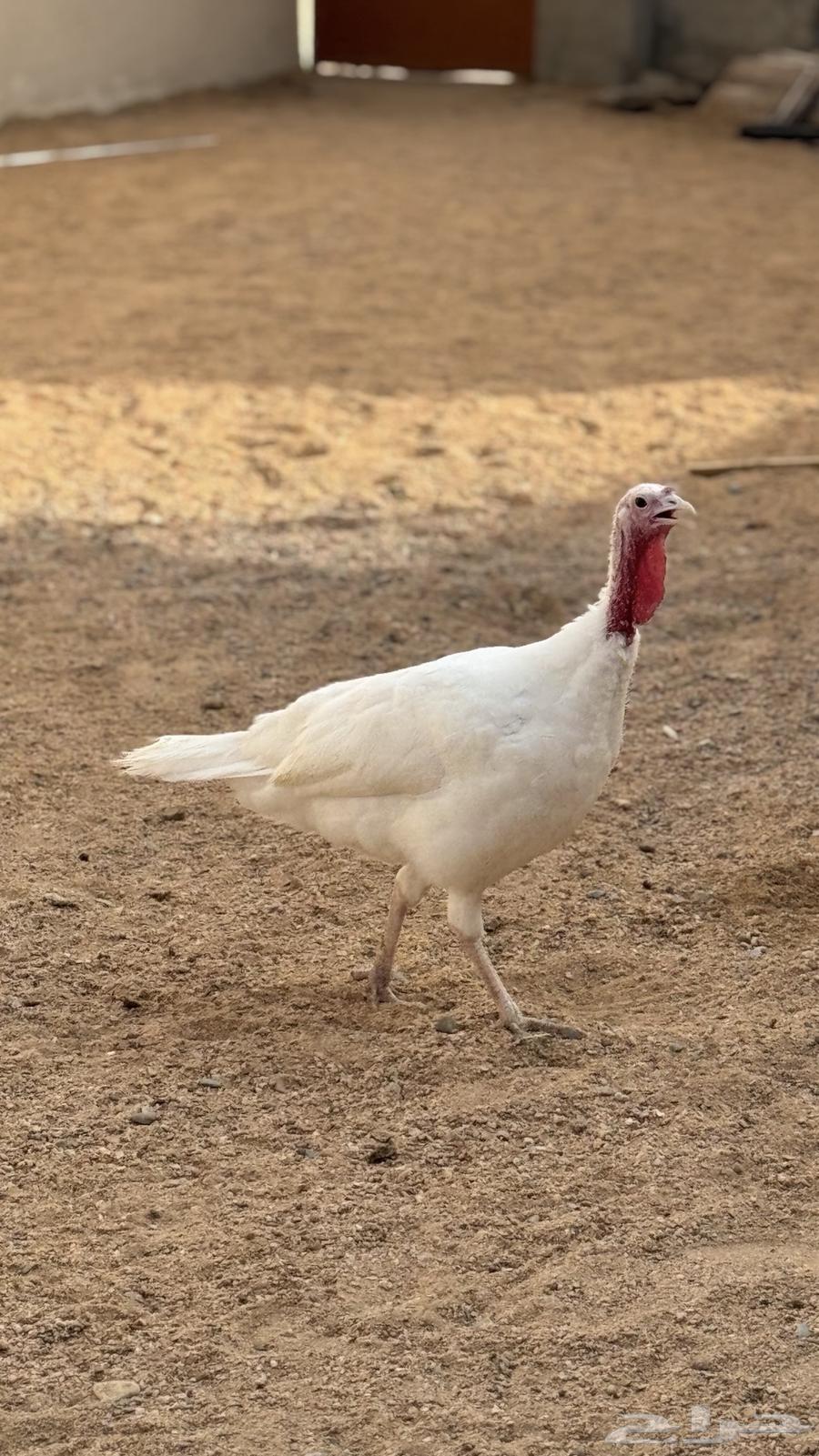 Turkey (Sold)63918420712707111