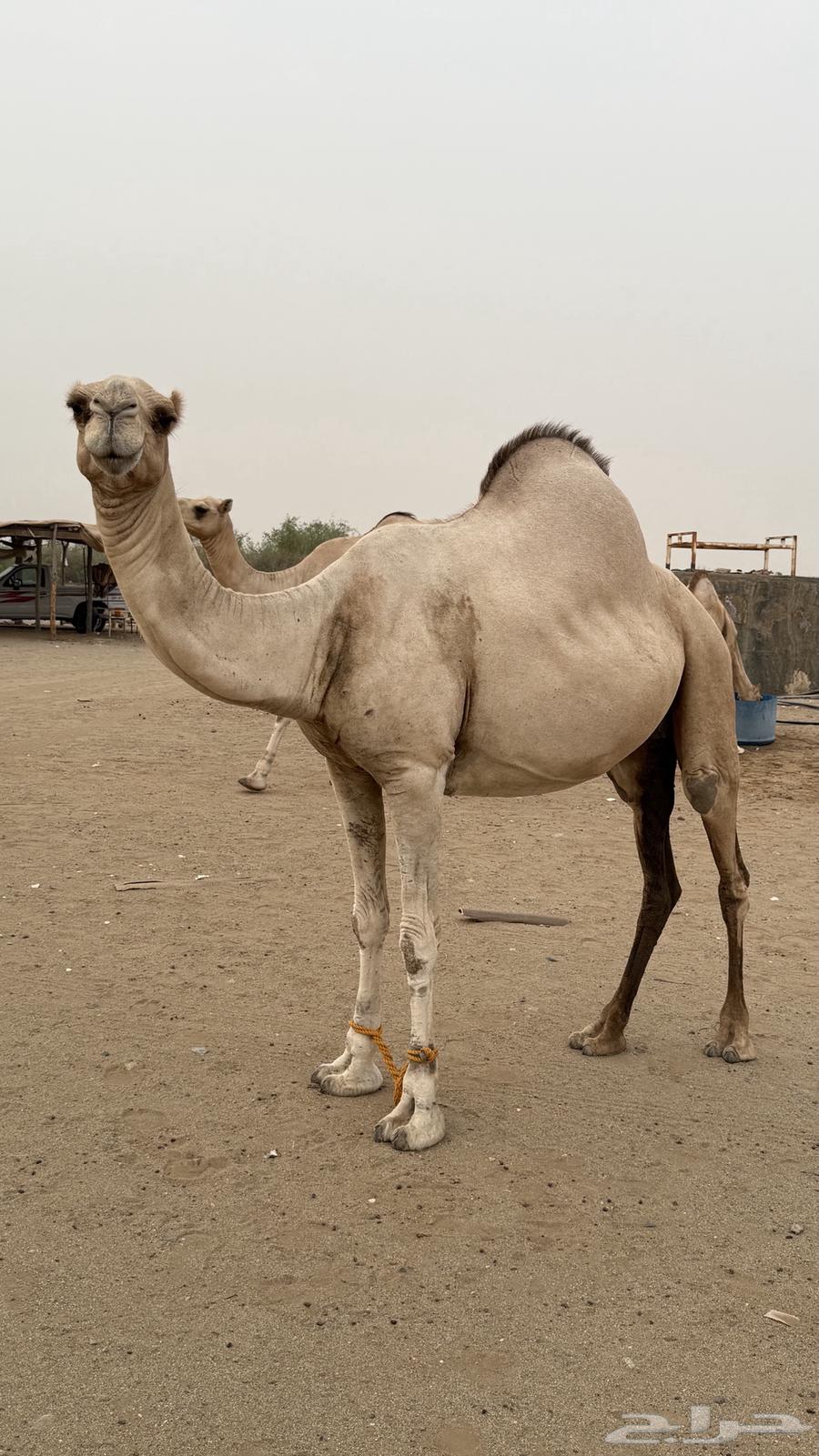 ابل عوادي63667539731202114