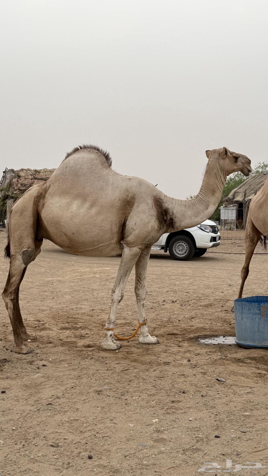 ابل عوادي63667539731202112