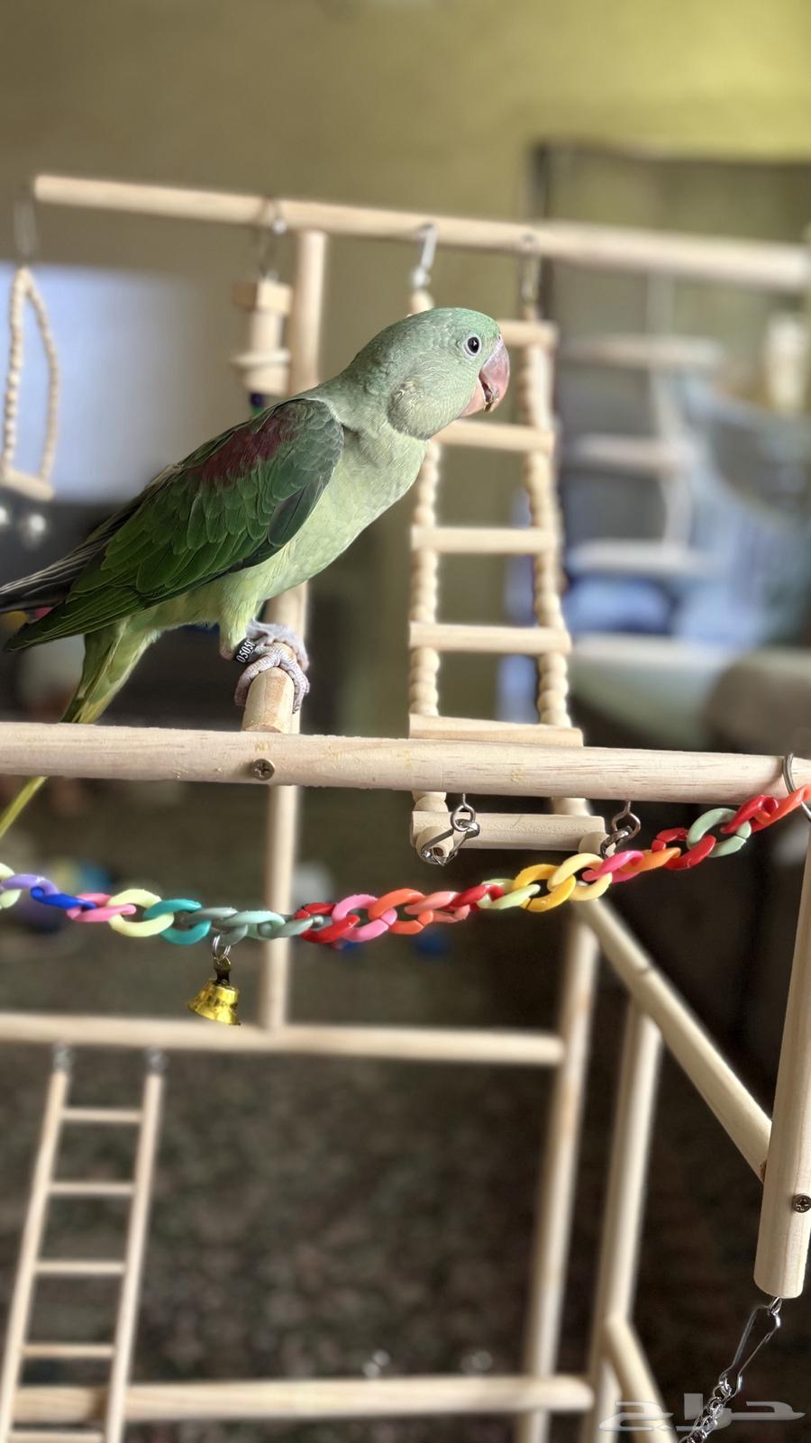 دره نيبالي جامبو64459651771651110