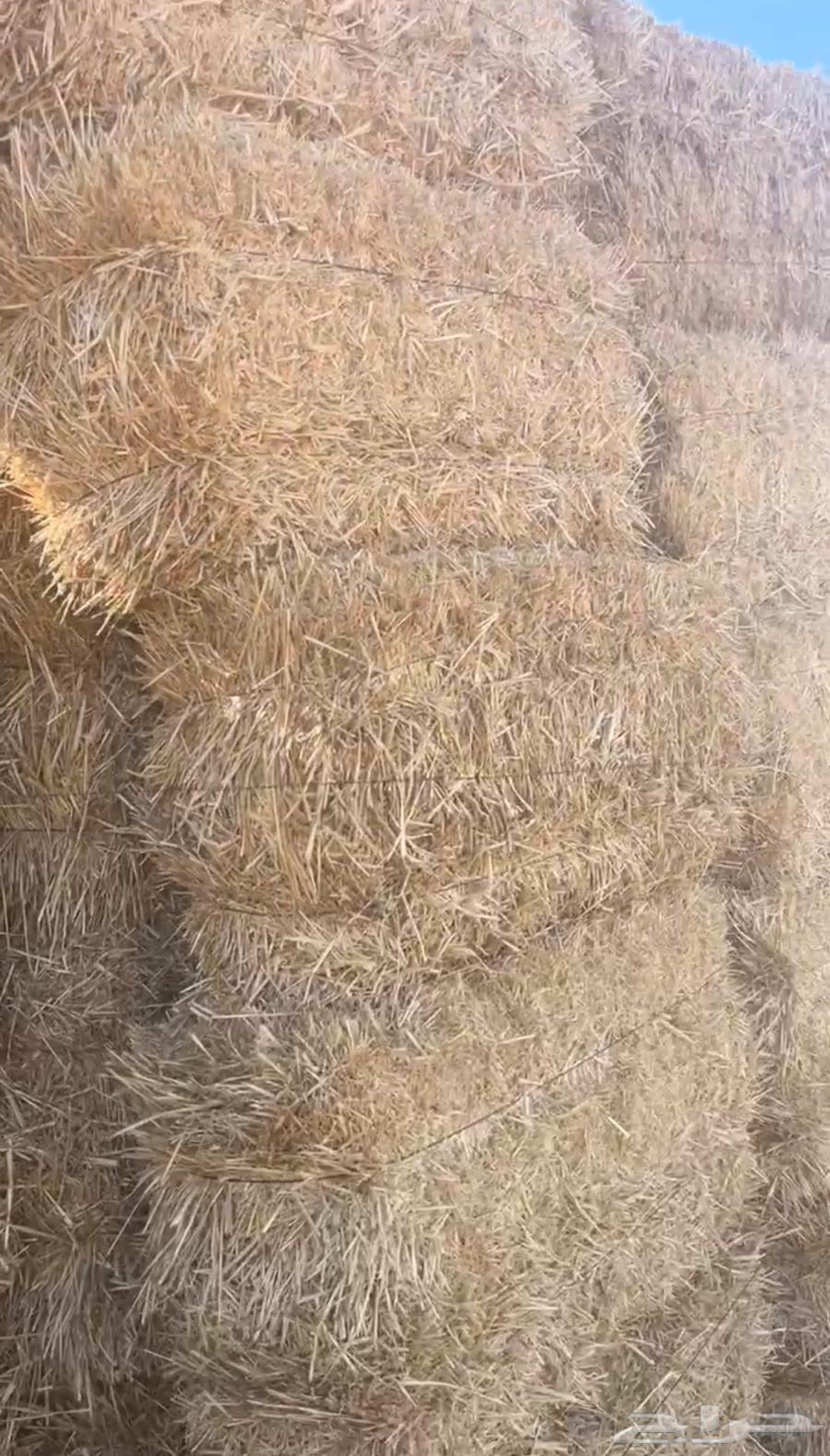 Wheat bran has become sticky, heavy and soft, conditions apply64166469773571111