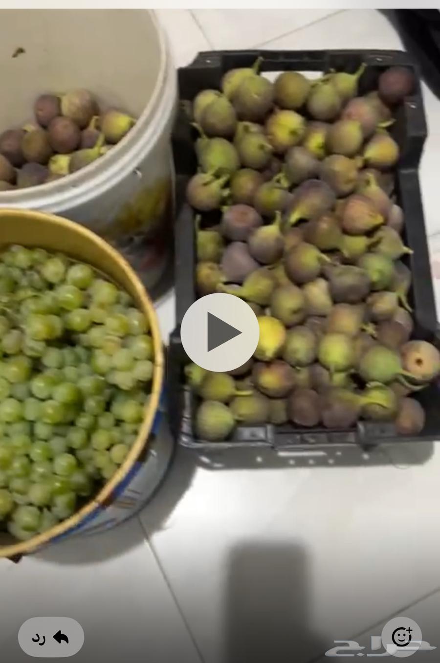 Fresh figs for sale today63915129216259111