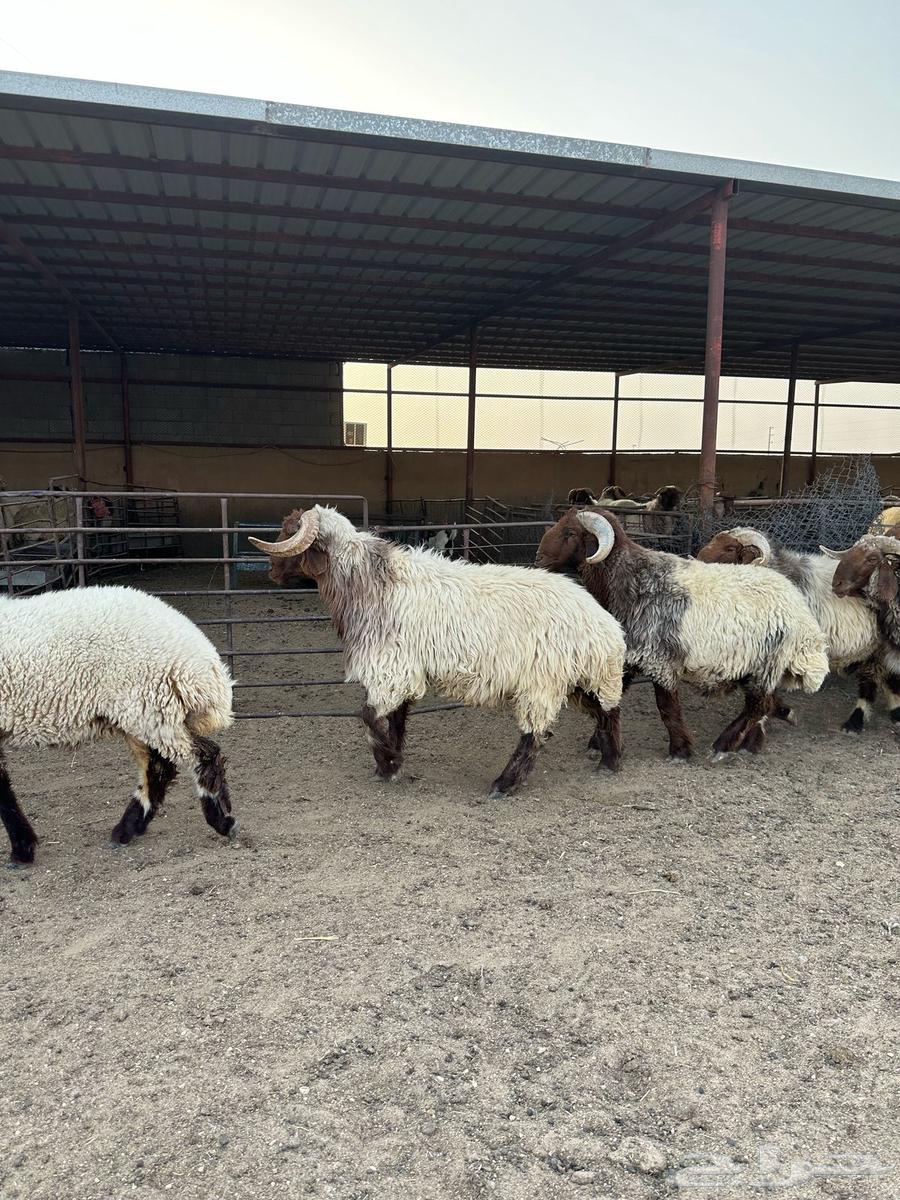 Excellent, well-behaved male sheep63912344669825113