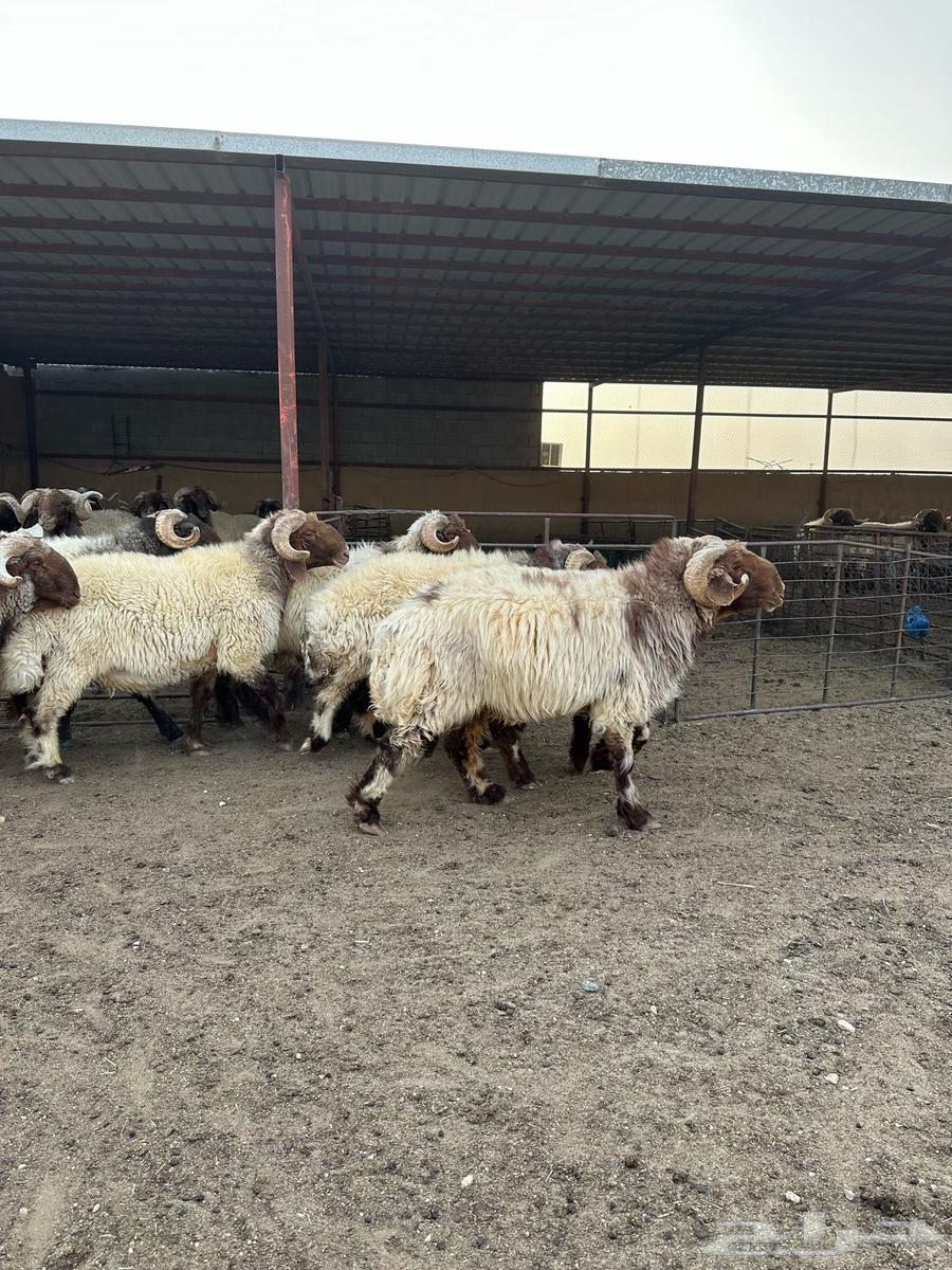 Excellent, well-behaved male sheep63912344669825114