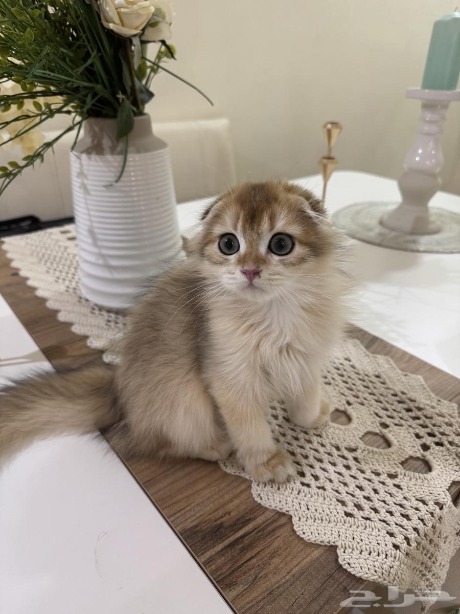 Scottish Fold Pure Cat63386097492994112
