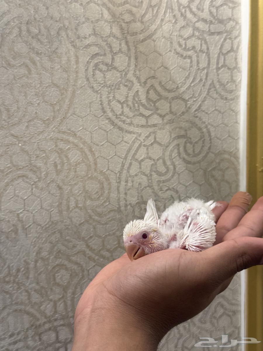 Red-eyed rose chicks sold63910288986498111