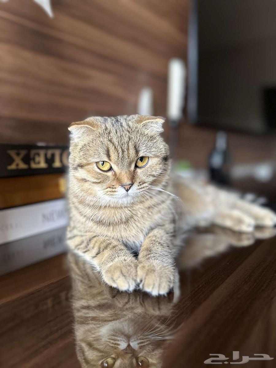 Scottish Fold63922599599618110