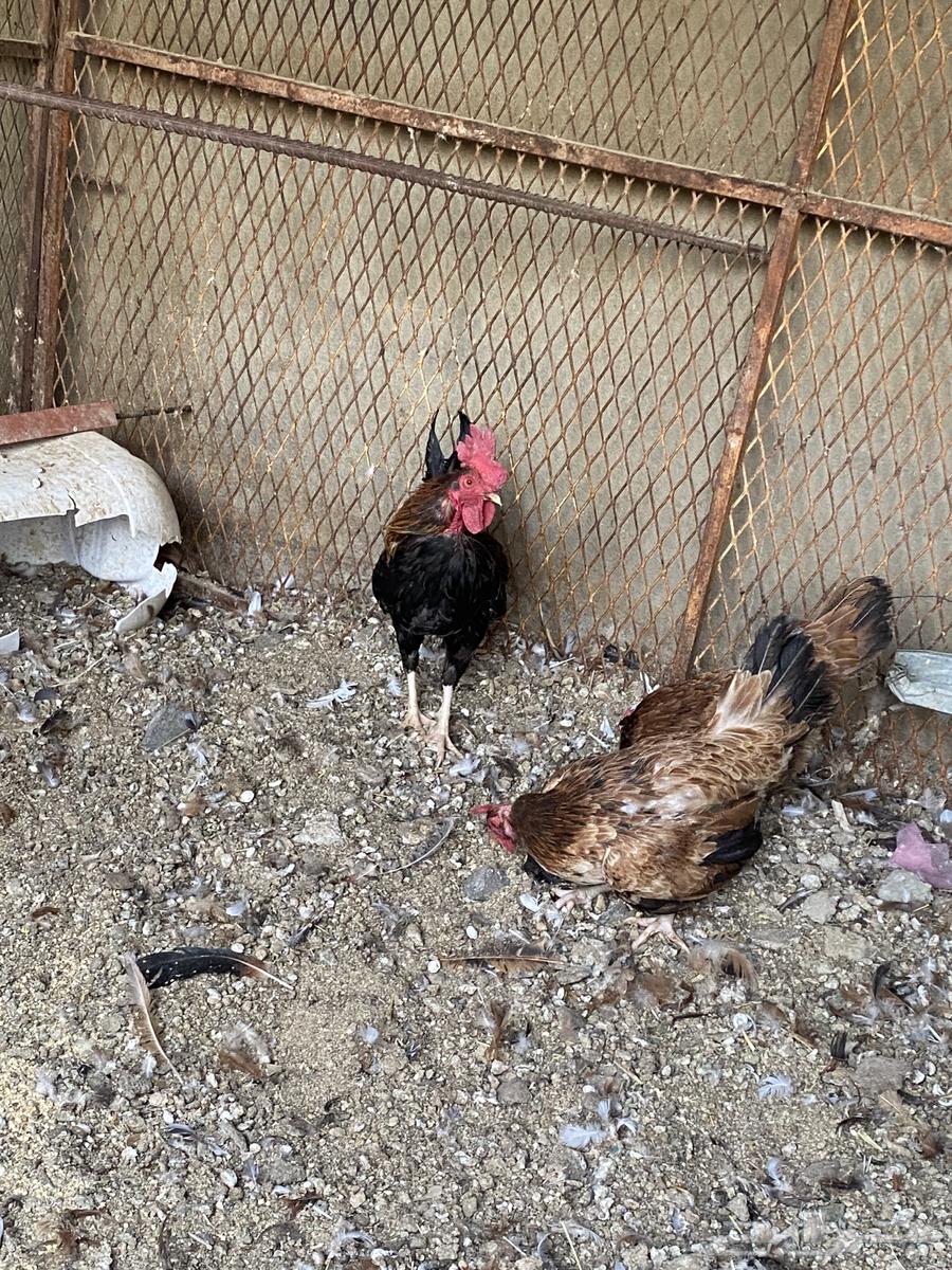 For sale, a heritage chicken set63925255096962114