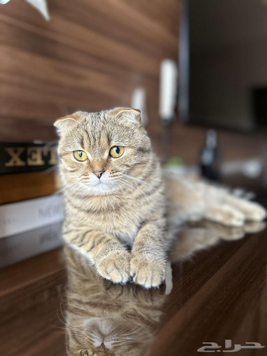 Scottish Fold63922599599618112