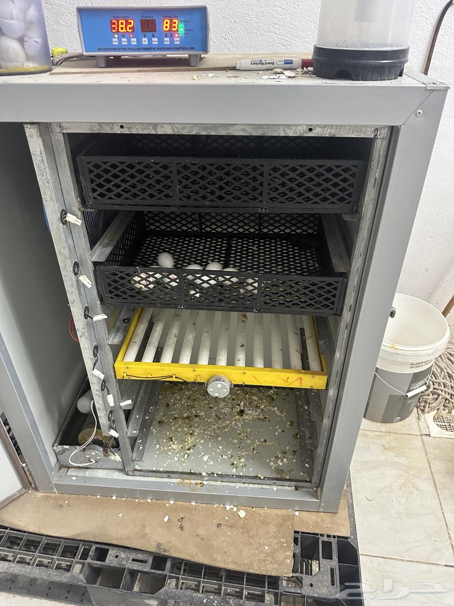 Incubator (Sold)63923179226371113