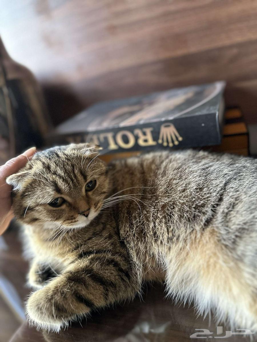 Scottish Fold63922599599618113