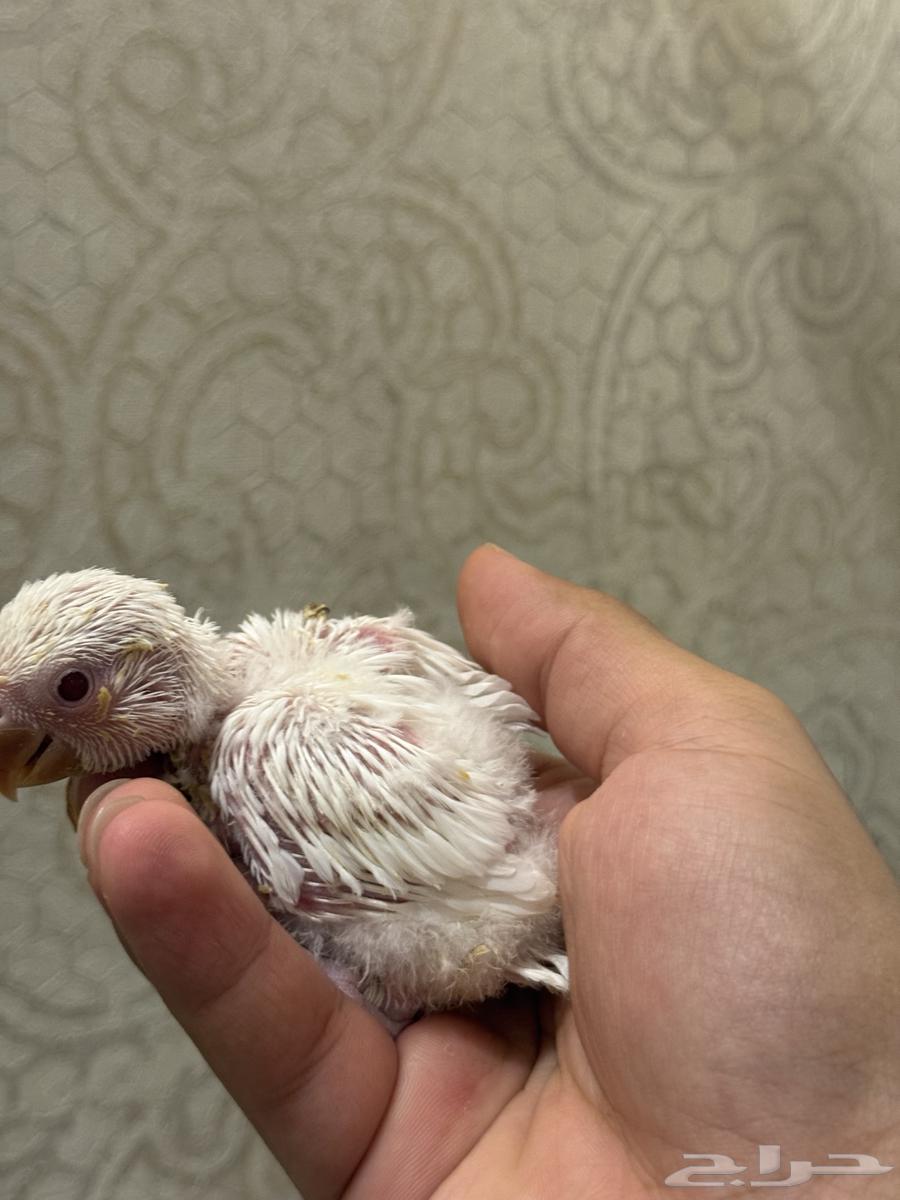 Red-eyed rose chicks sold63910288986498110
