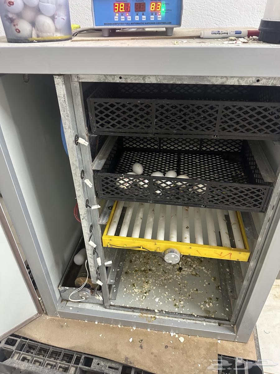Incubator (Sold)63923179226371112
