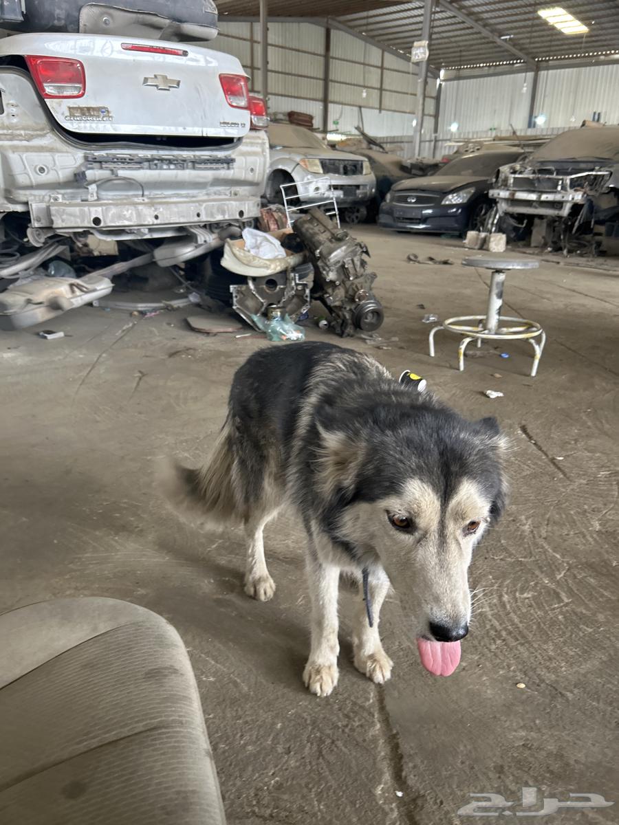 Husky dog63915338245762110