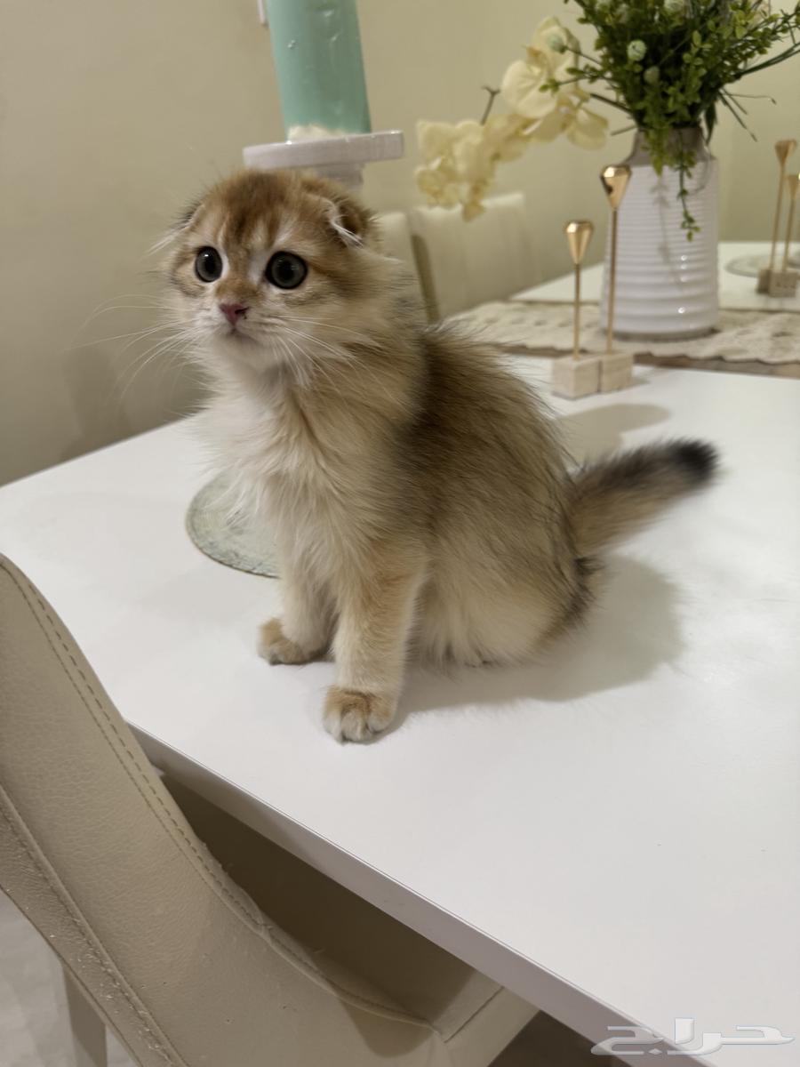 Scottish Fold Pure Cat63386097492994110