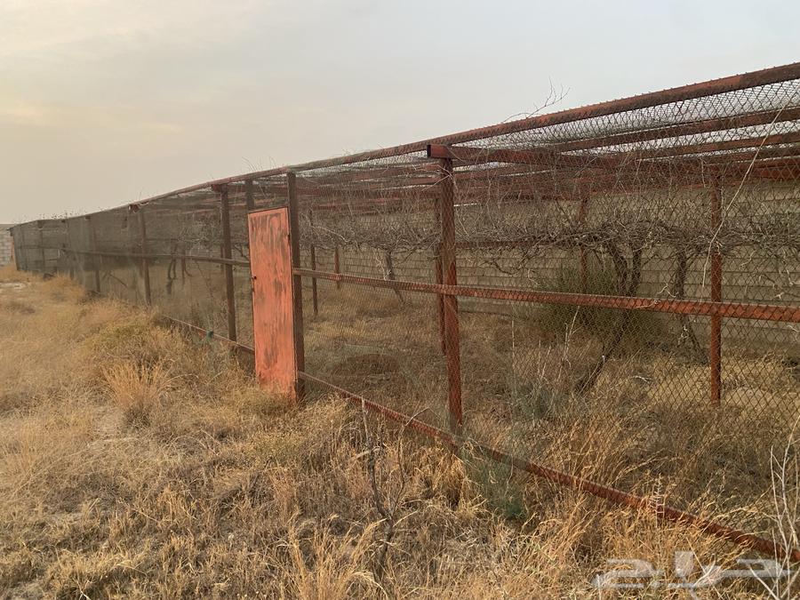 شبك بقلاوة ينفع للحلال والمزارع والطيور63920703637633112