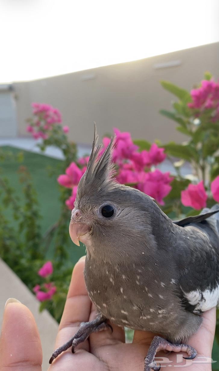 تم بيعه فرخ كروان أليف الفيس وايت63793065826690110