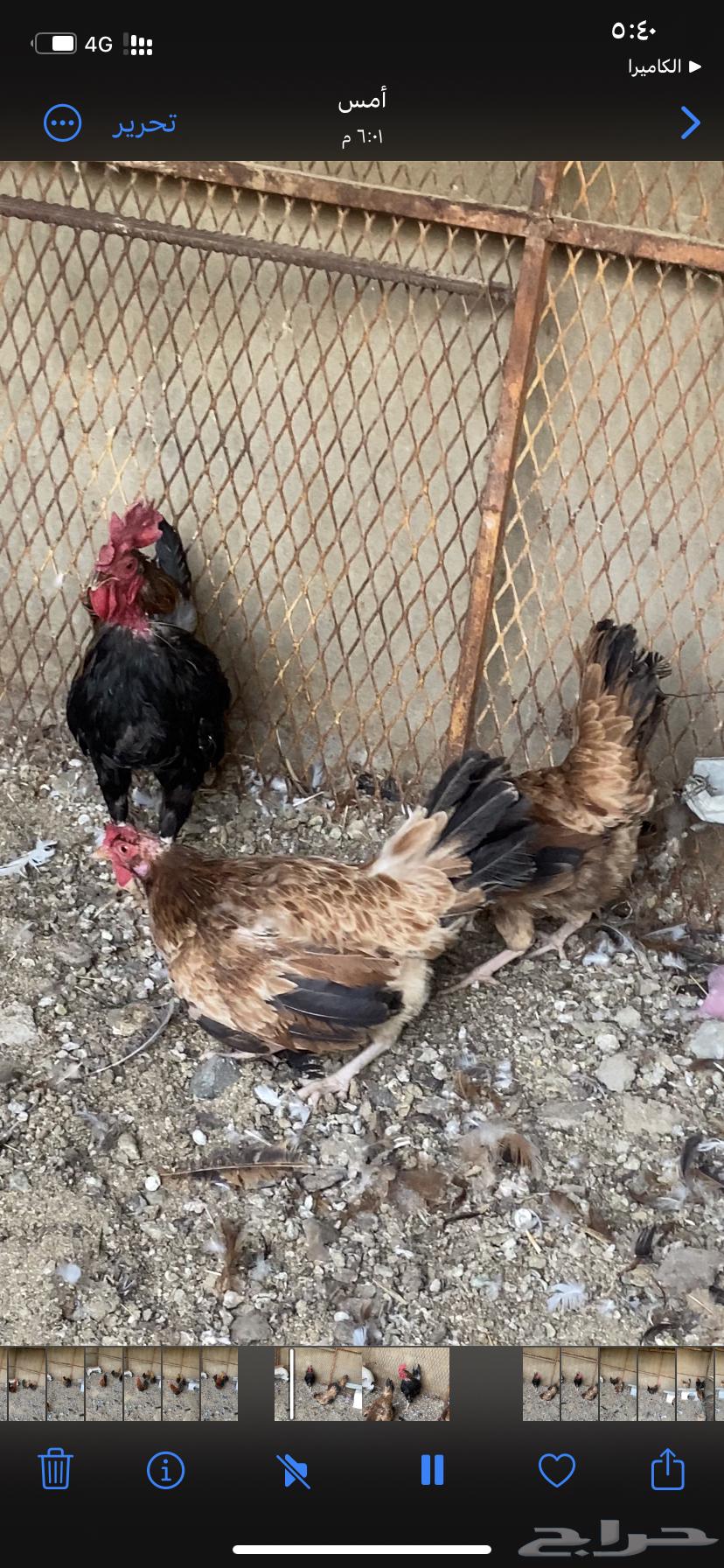 For sale, a heritage chicken set63925255096962111