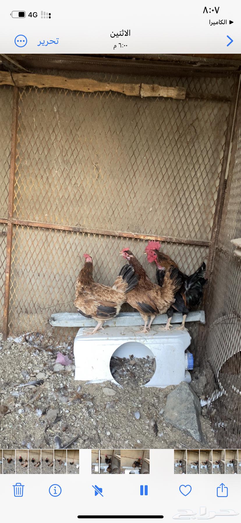 For sale, a heritage chicken set63925255096962110