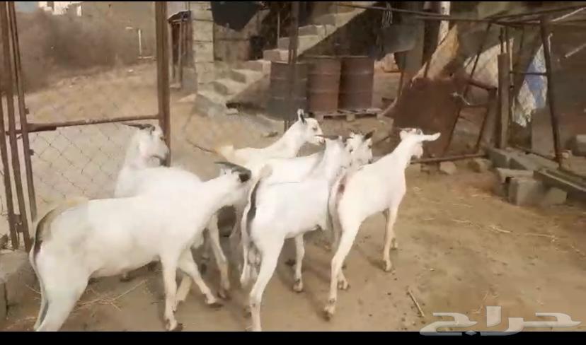 (((SOLD))) Young Male Goats, Slaughter and Delivery Available63920703781635112