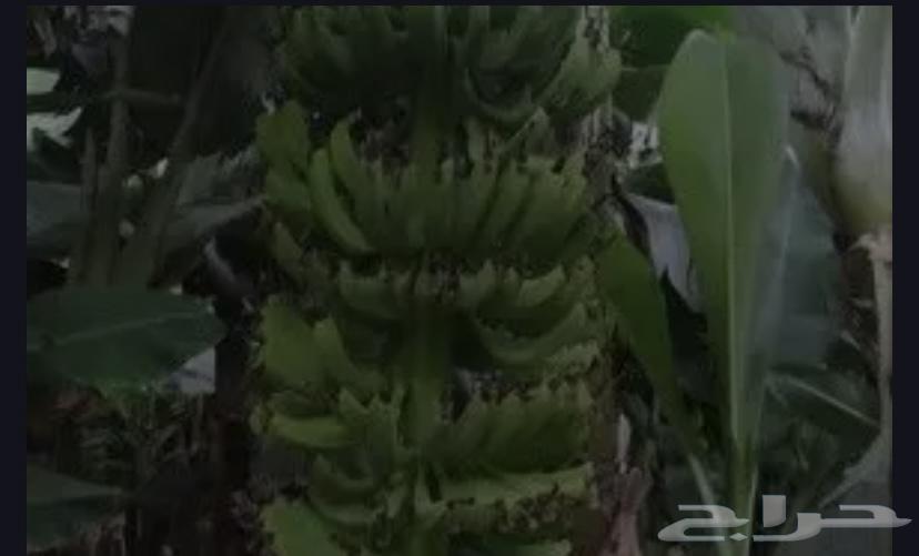 A farm with an area of 20 fedans or more suitable for banana cultivation is required64170752161666110