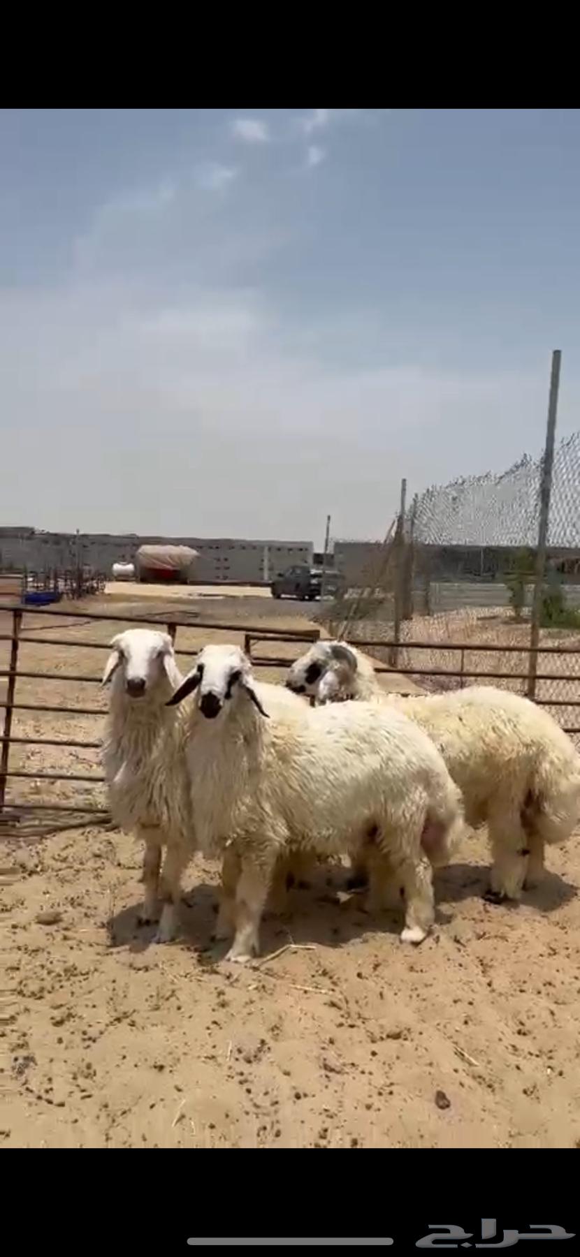 Local Lambs, Purebred, Mafateeh63912991718659110