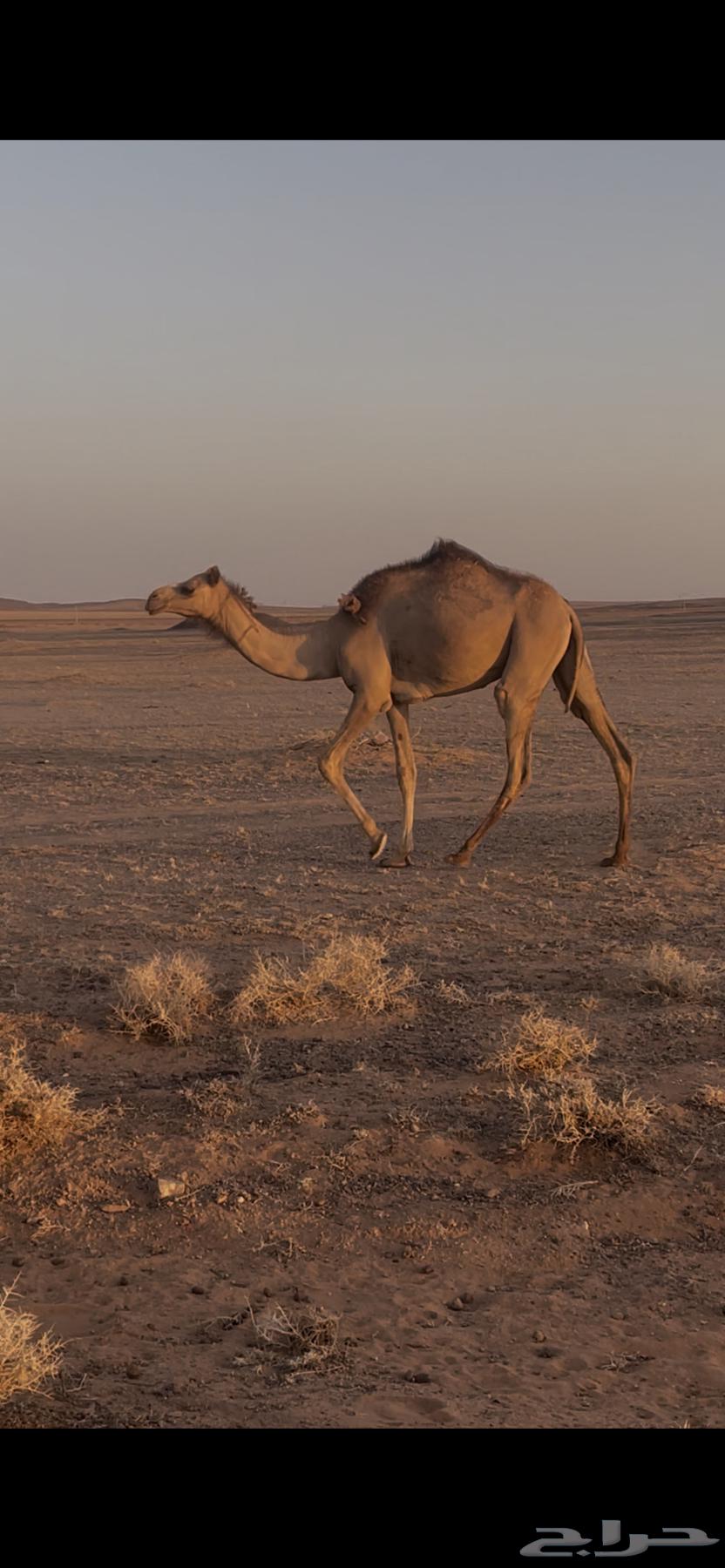 For sale: Saheel's young male camel63911488252547110