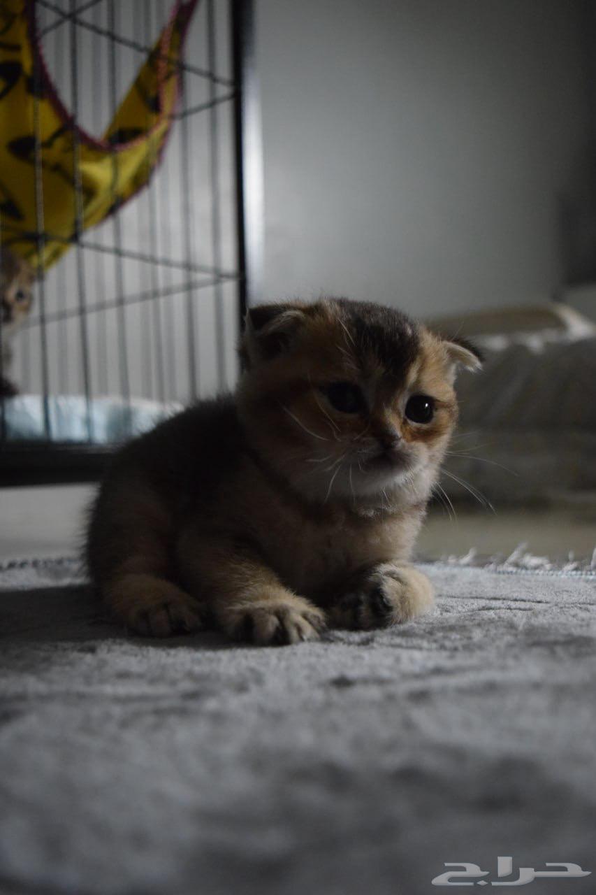 Scottish Fold kittens for sale63655223517314112