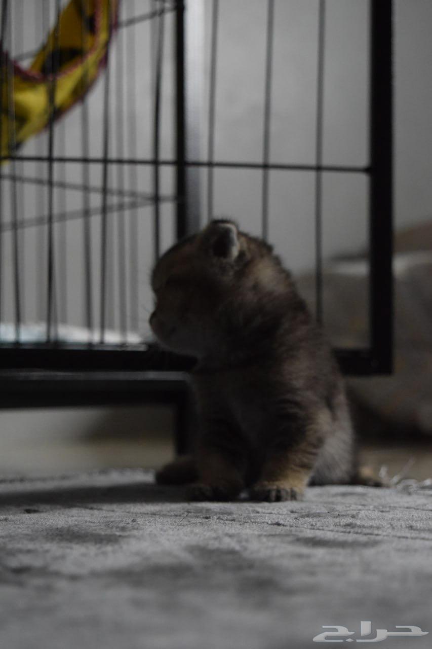 Scottish Fold kittens for sale63655223517314111
