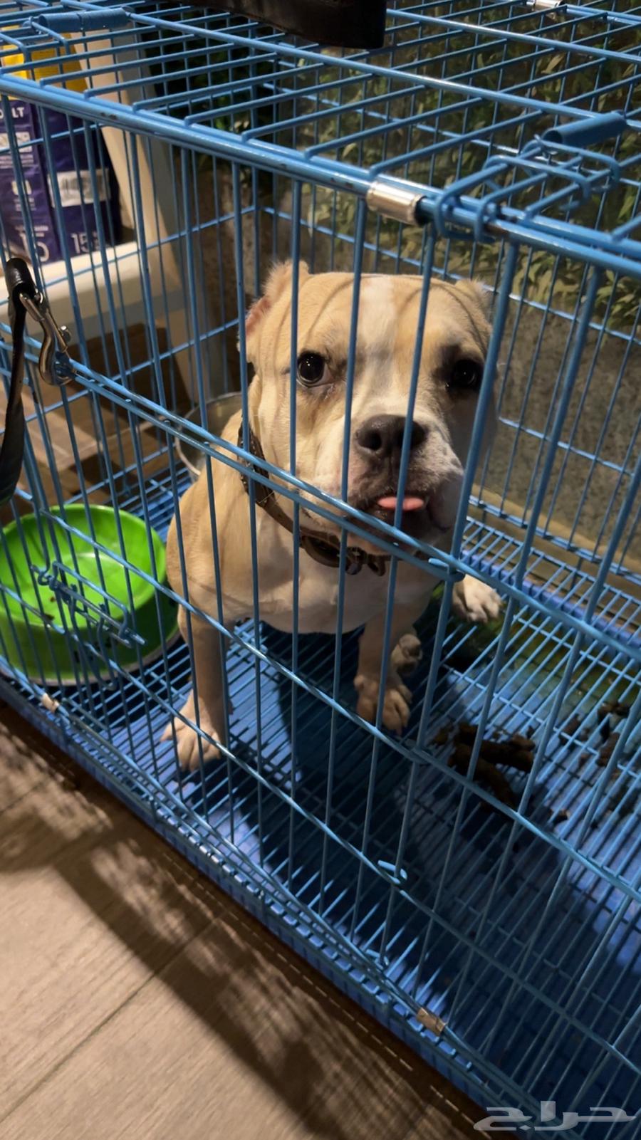 Pomeranians and a type of pitbull for sale63939236379777110