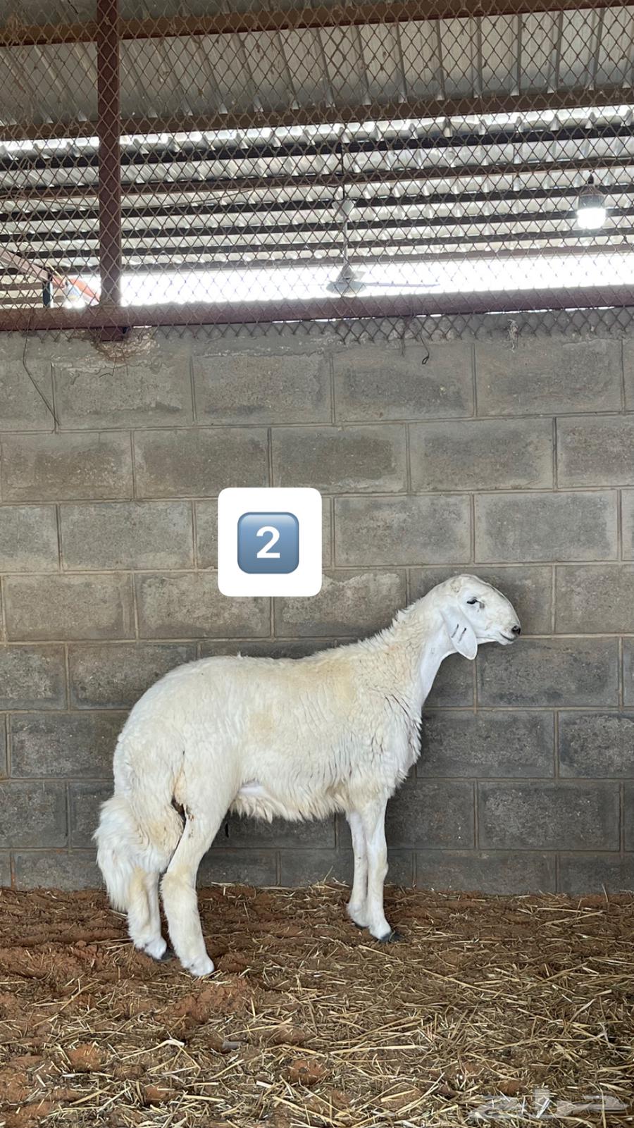 مشاريع فحول صنف درجة اولى63619065878147111