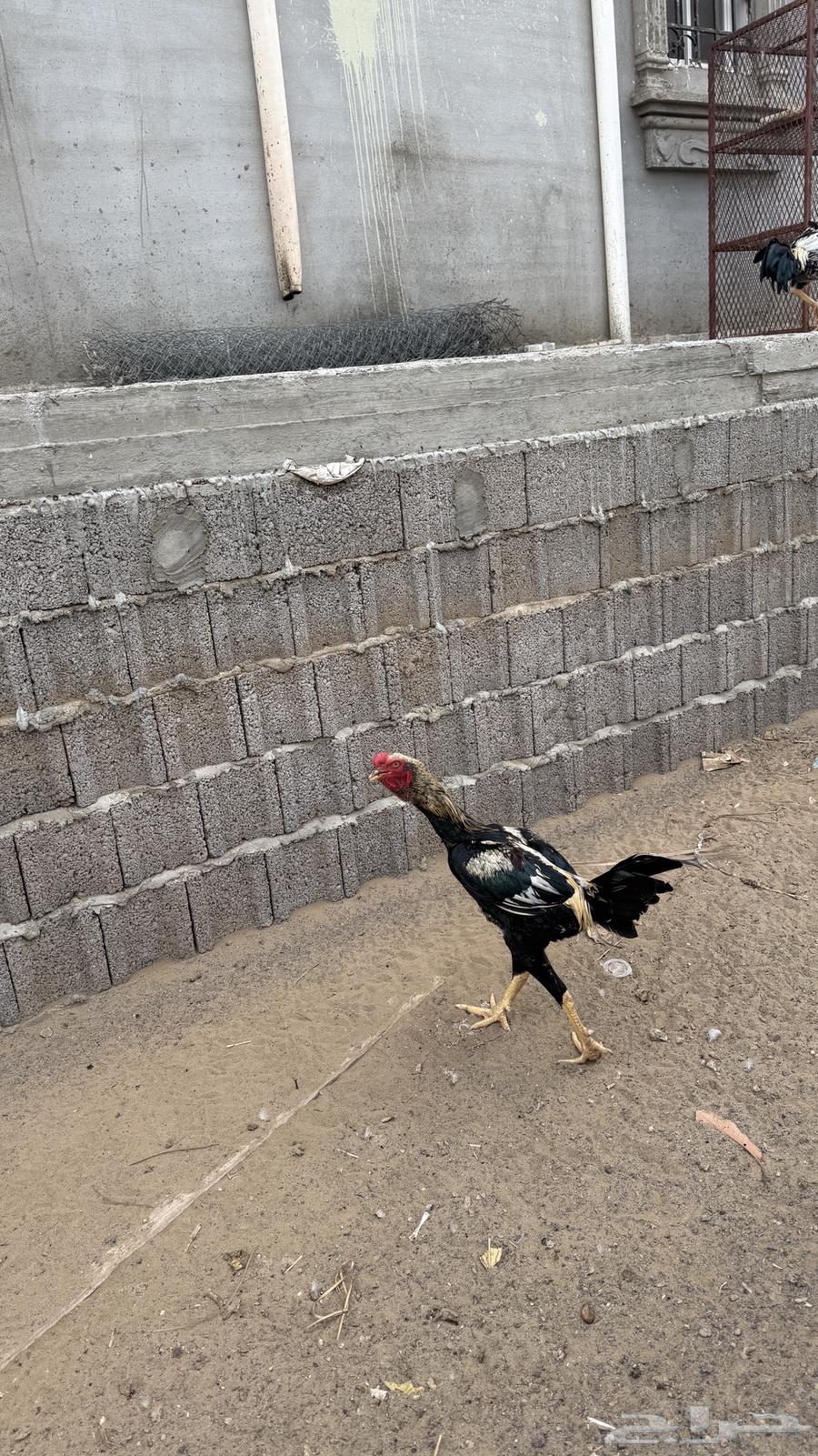 ديك للبيع63934830125186112